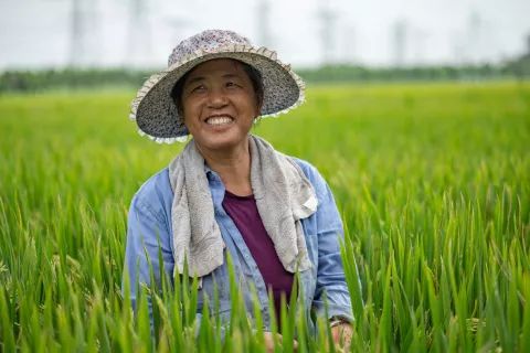 Chinese female grower in rice field